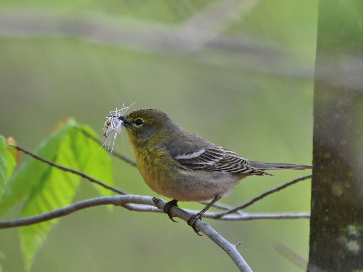 Pine Warbler - Henry Trombley