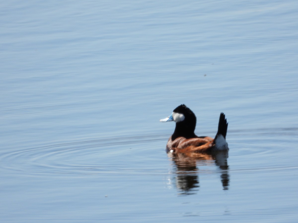 Ruddy Duck - Daniel Raleigh