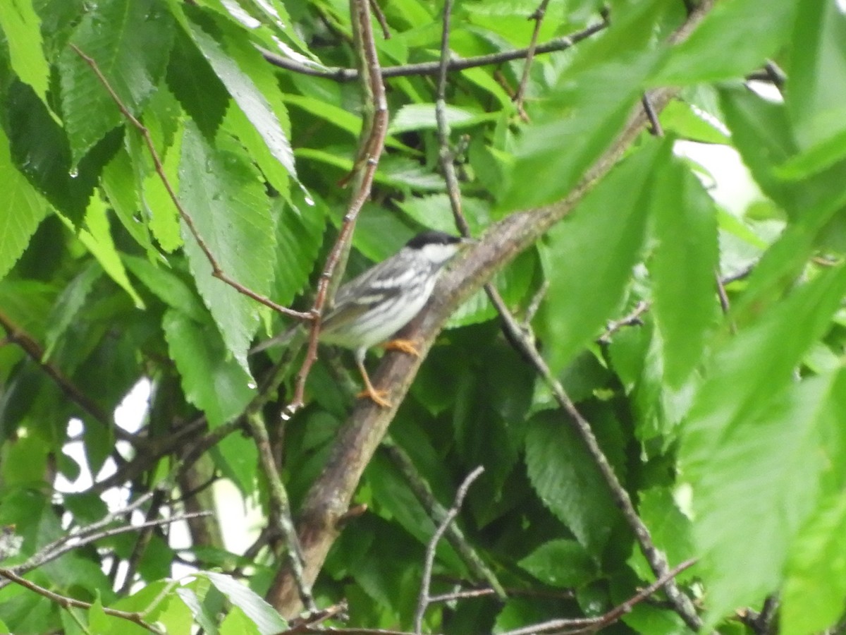 Blackpoll Warbler - Rex Graham