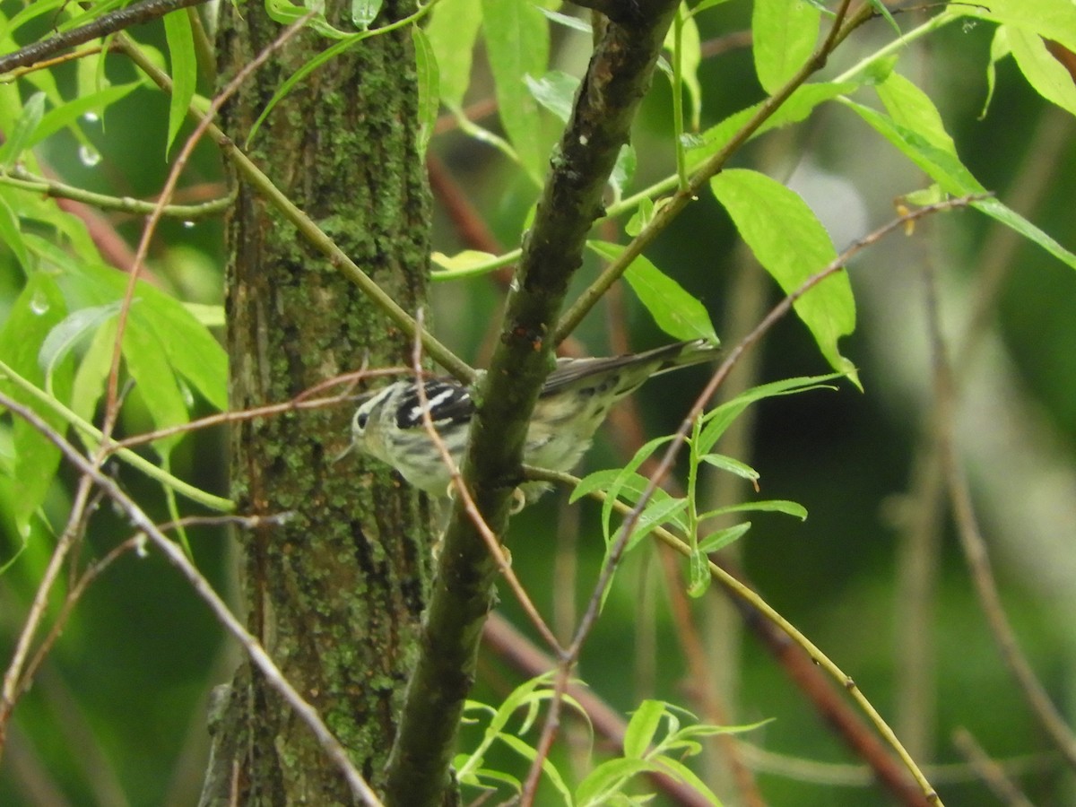 Black-and-white Warbler - Rex Graham