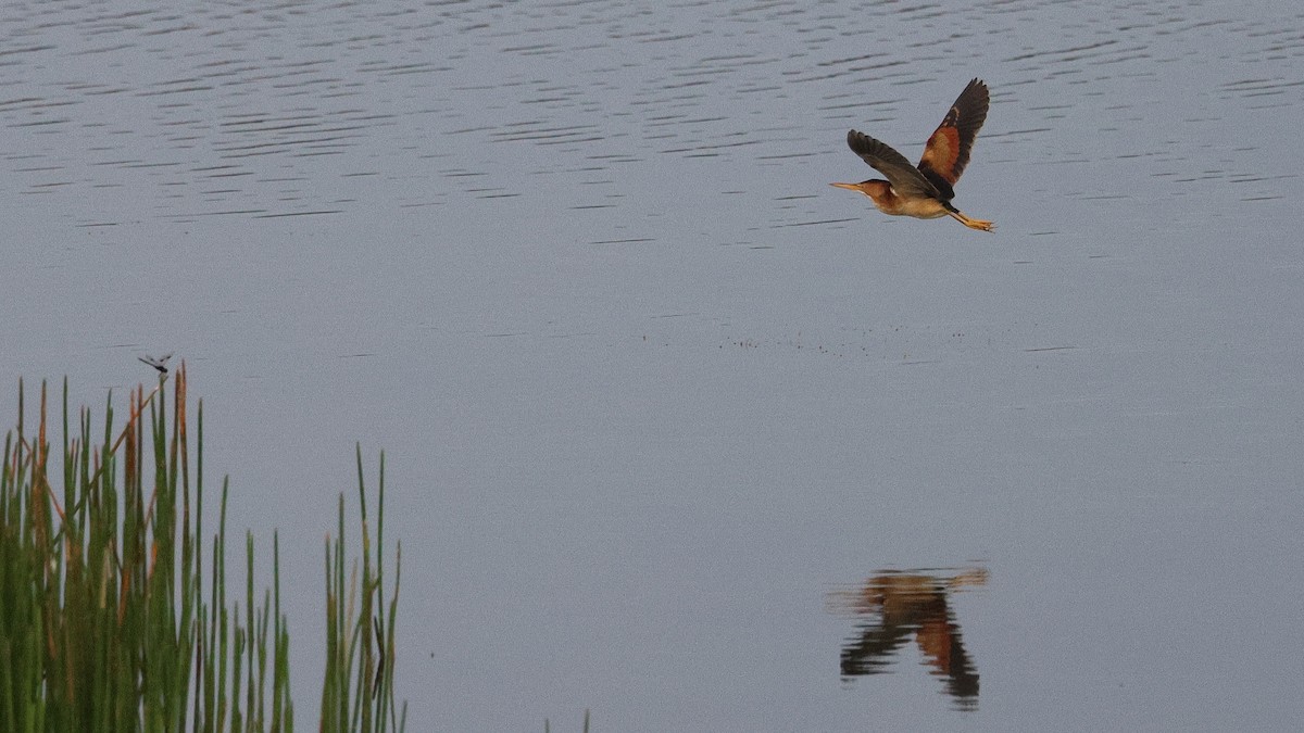 Least Bittern - Anthony Marella