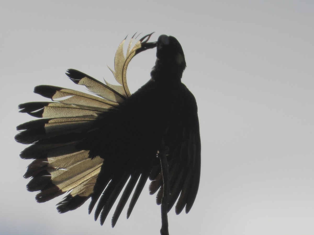 Yellow-tailed Black-Cockatoo - Cherri and Peter Gordon