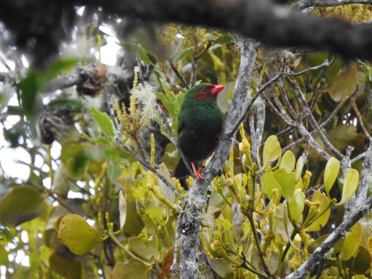 Grass-green Tanager - ML619041134