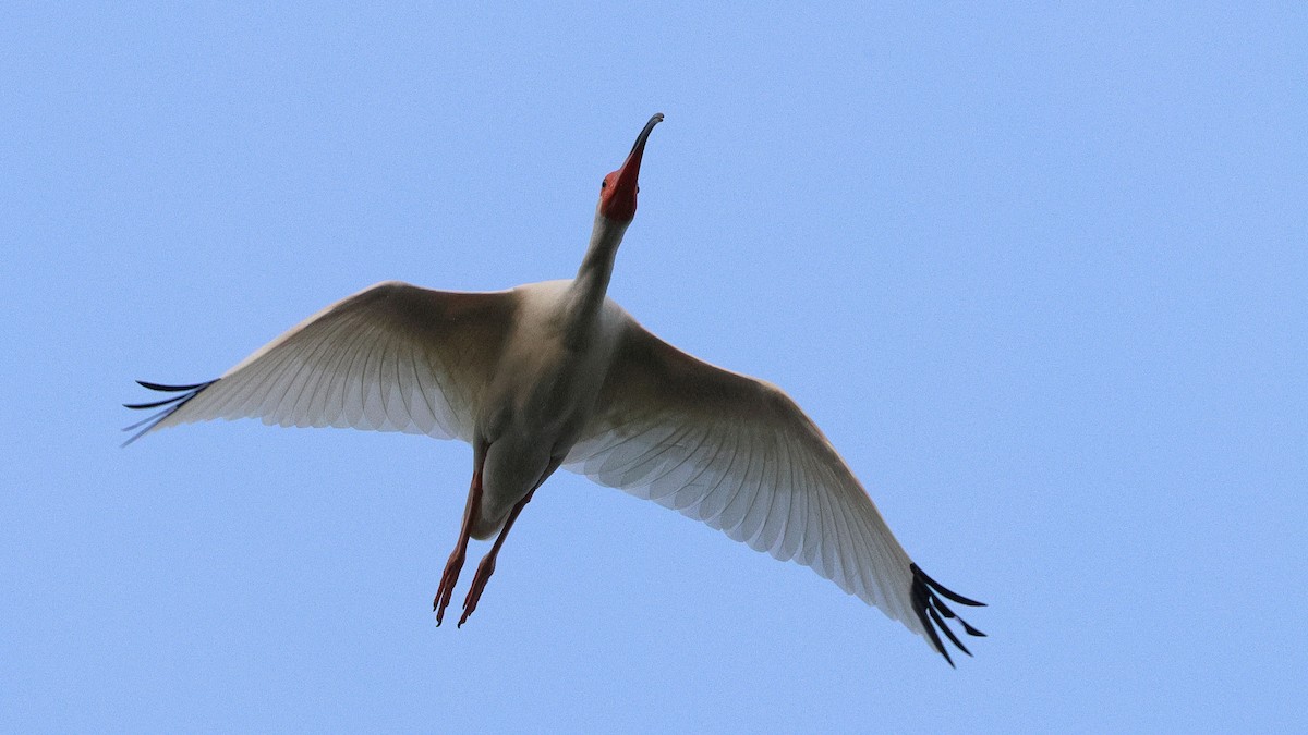 White Ibis - Anthony Marella