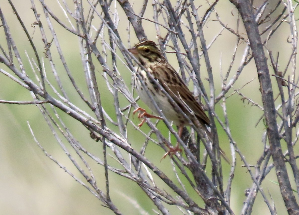 Savannah Sparrow - Meg Reck