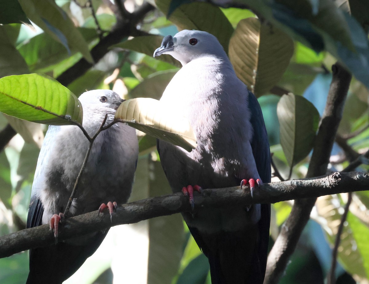 Pacific Imperial-Pigeon - Tom Tarrant