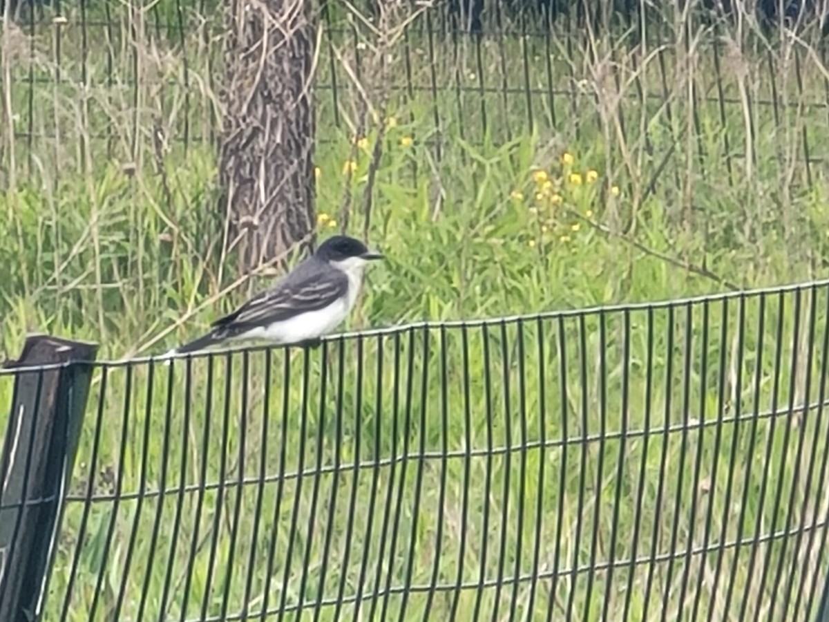 Eastern Kingbird - Charlotte Farrell