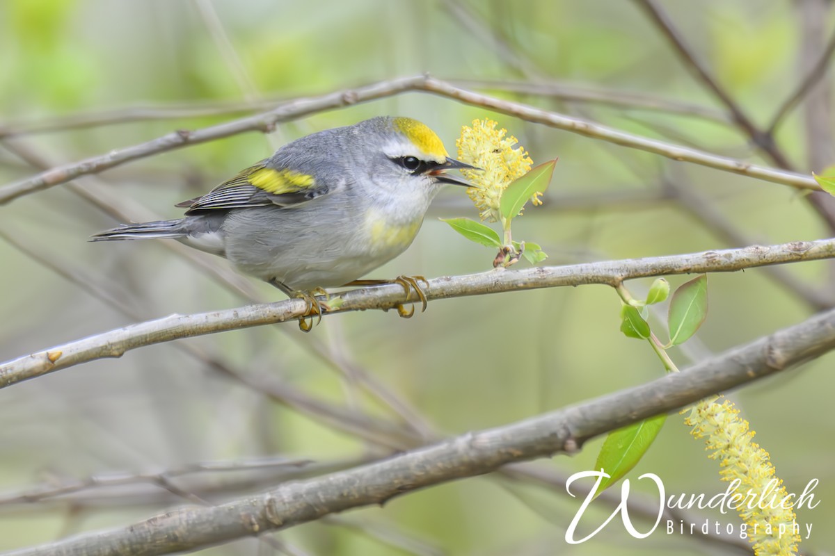 Brewster's Warbler (hybrid) - ML619041186