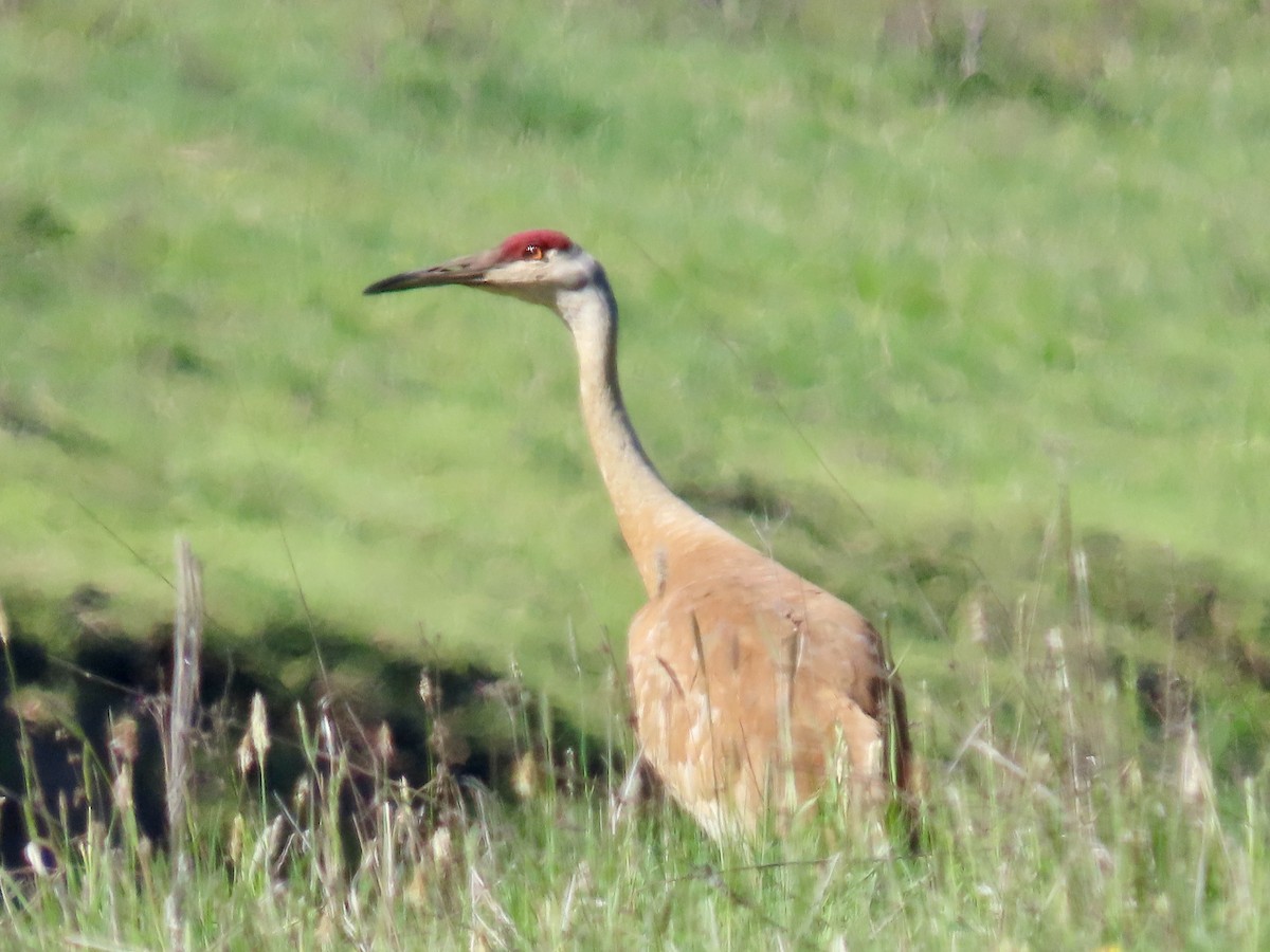 Sandhill Crane - ML619041187