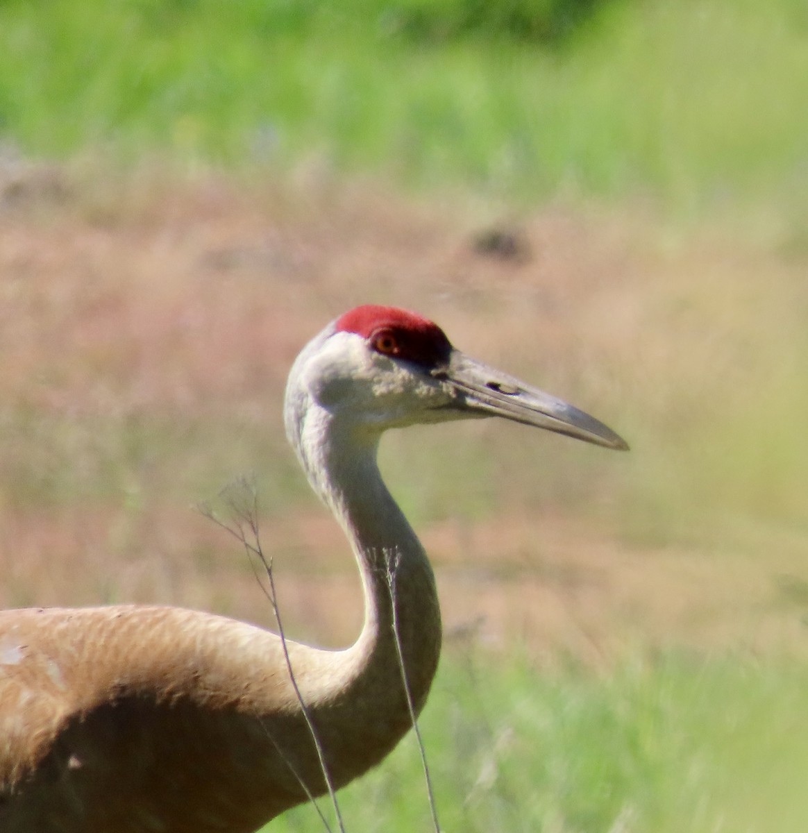 Sandhill Crane - ML619041188