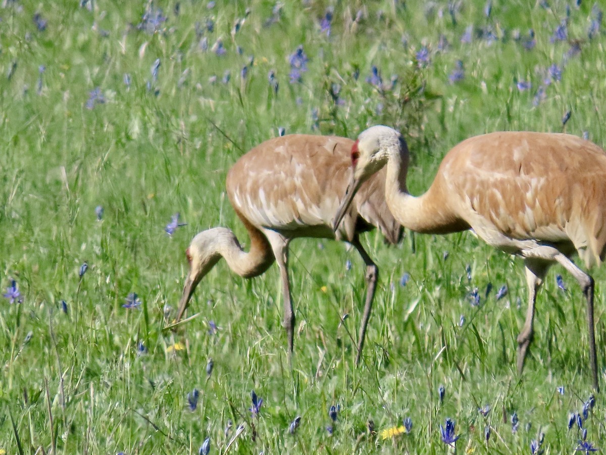 Sandhill Crane - ML619041190