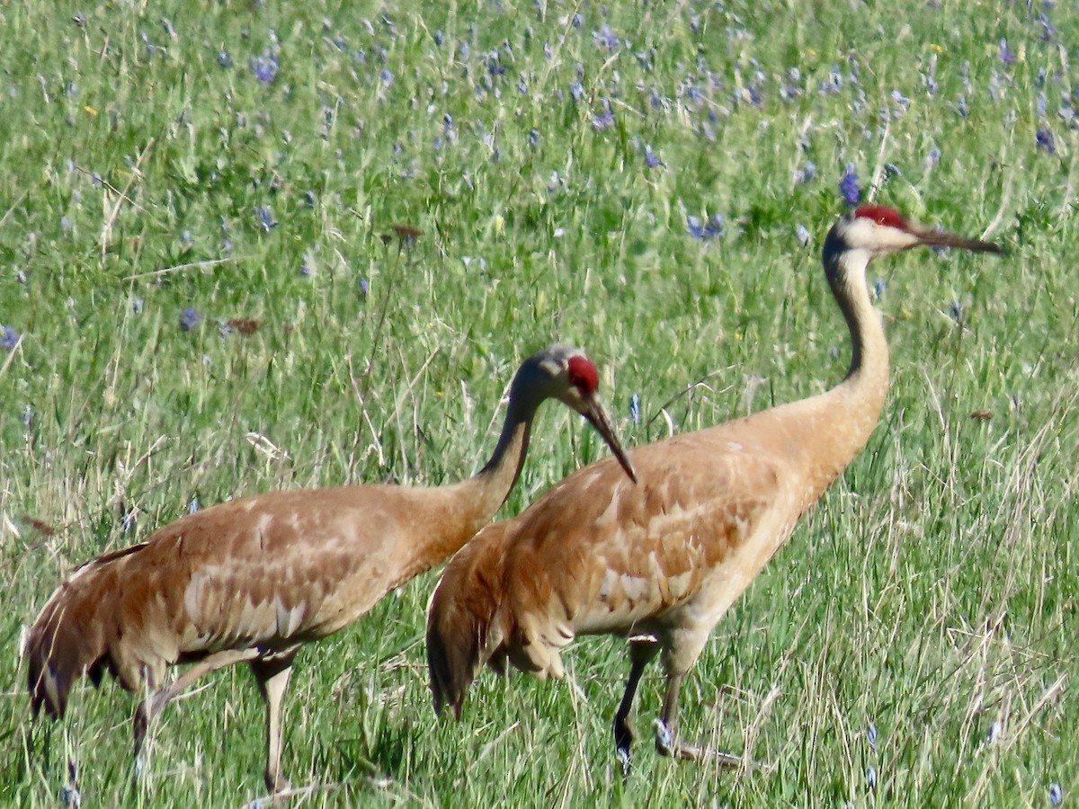 Sandhill Crane - ML619041191