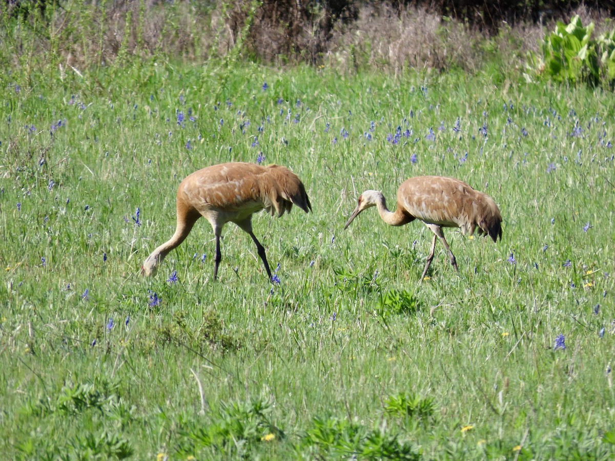 Sandhill Crane - ML619041192