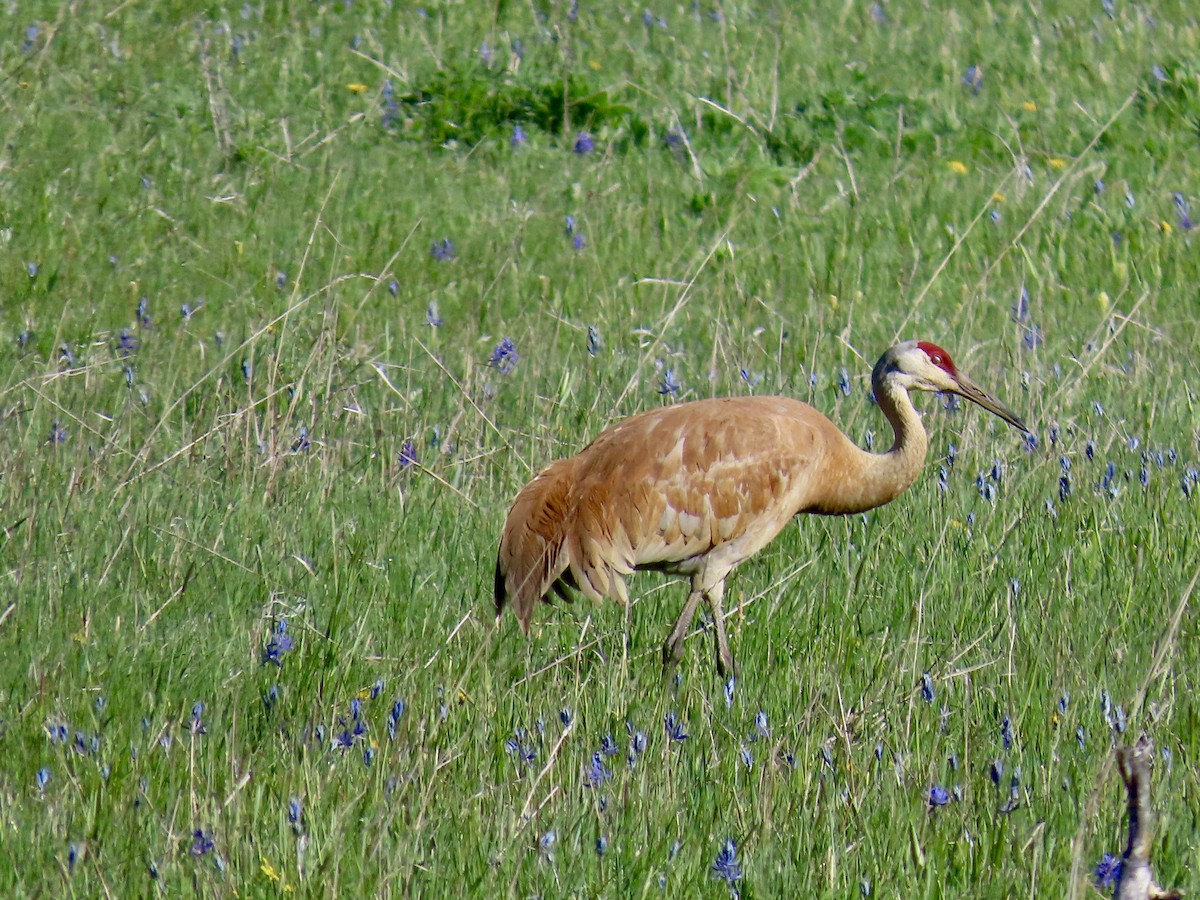 Sandhill Crane - ML619041193