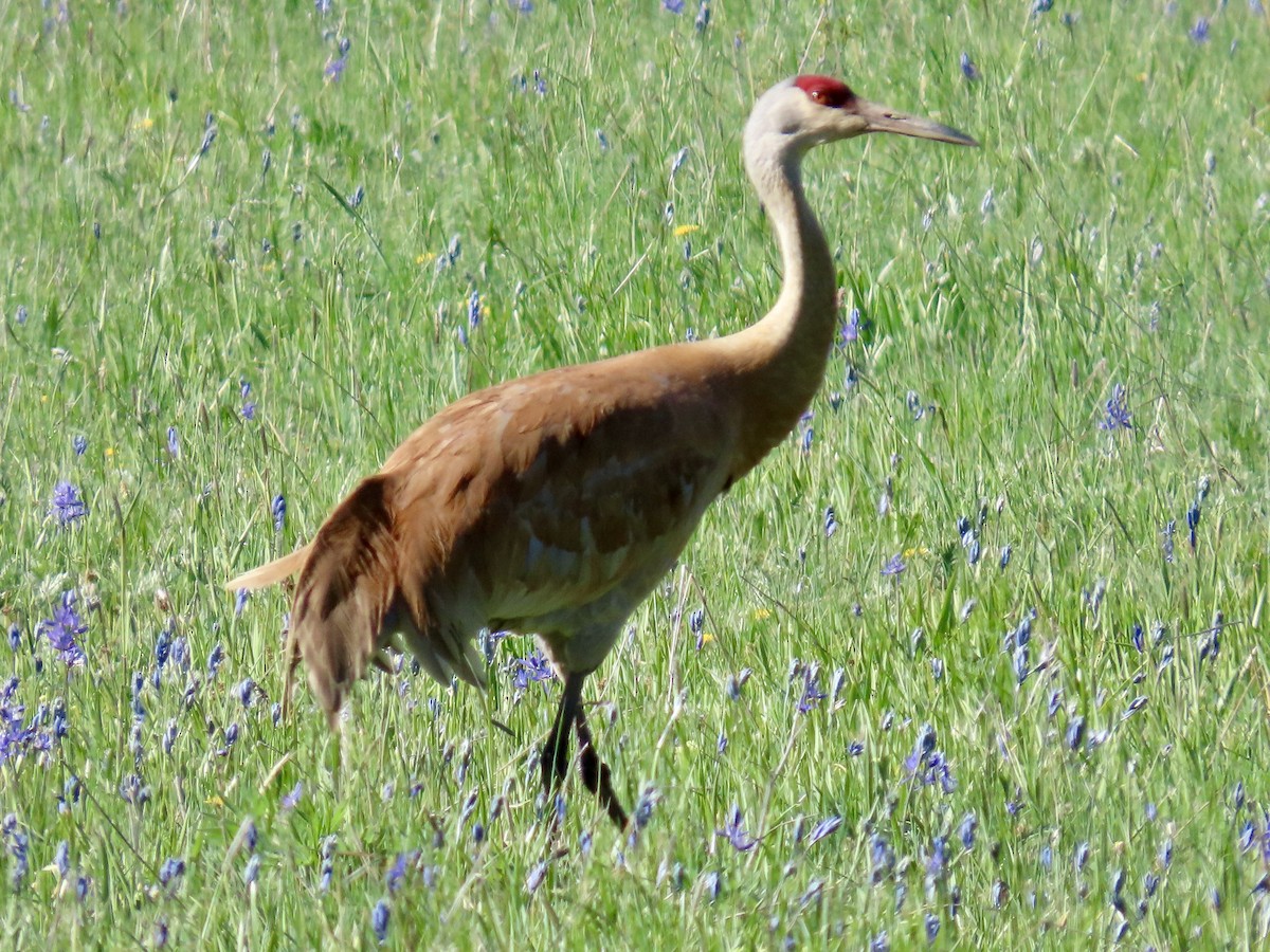 Sandhill Crane - ML619041194