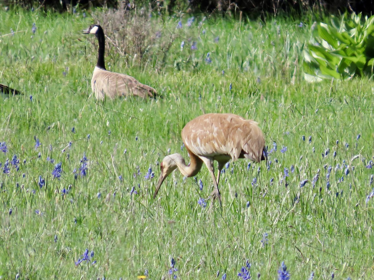 Sandhill Crane - ML619041195