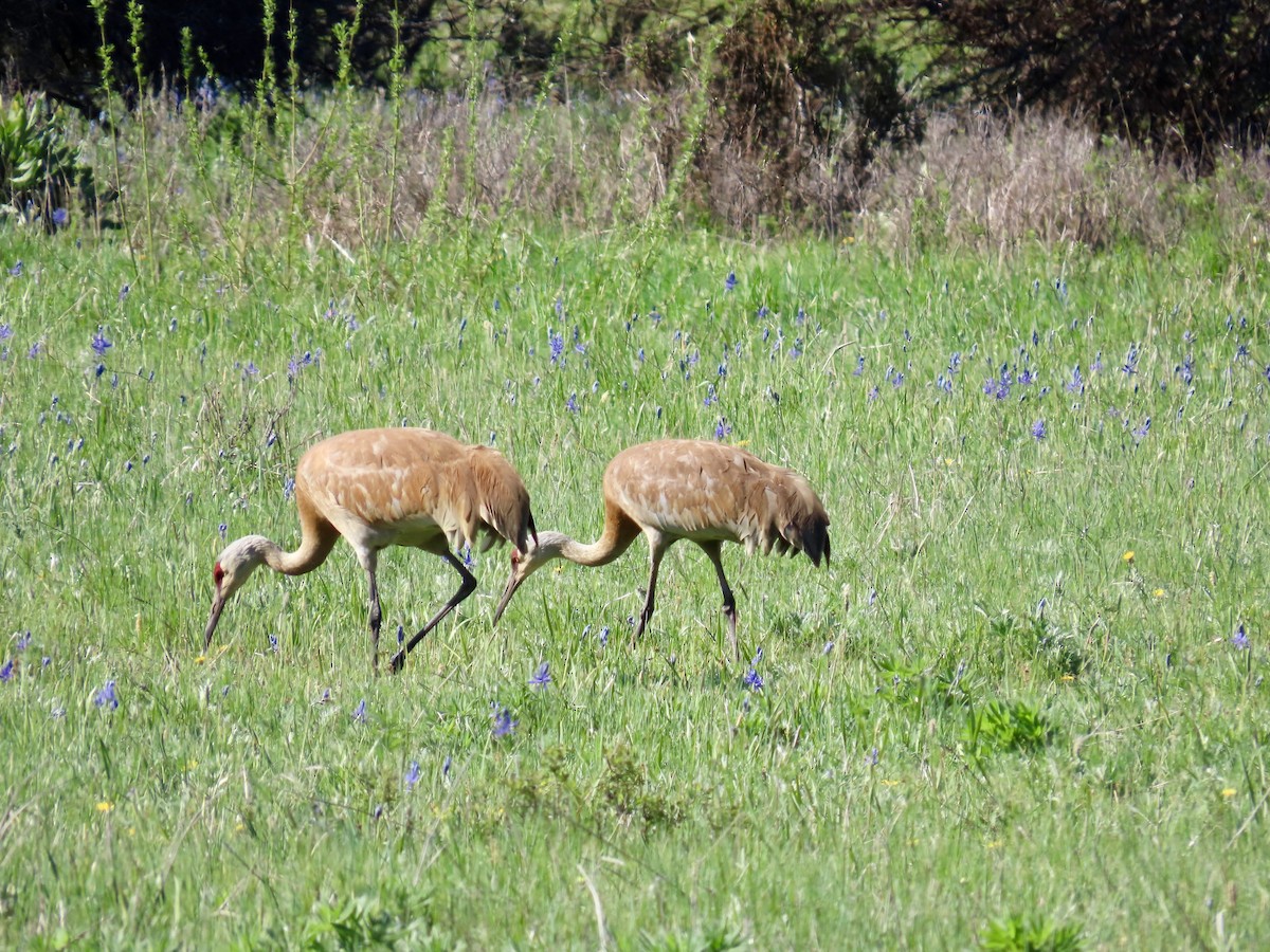 Sandhill Crane - ML619041196