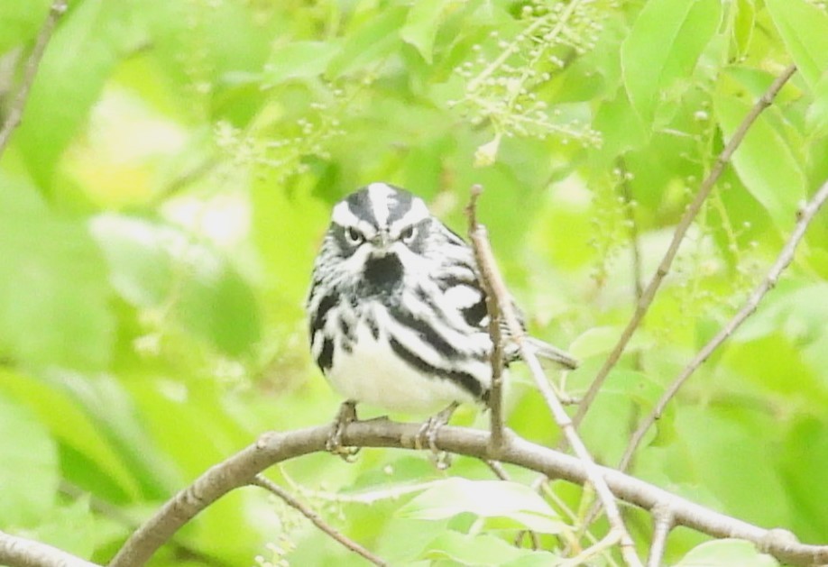 Black-and-white Warbler - ML619041211