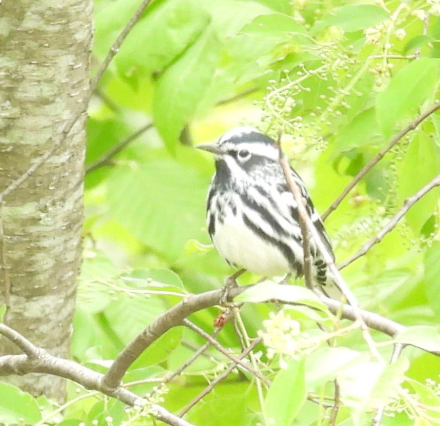 Black-and-white Warbler - ML619041216