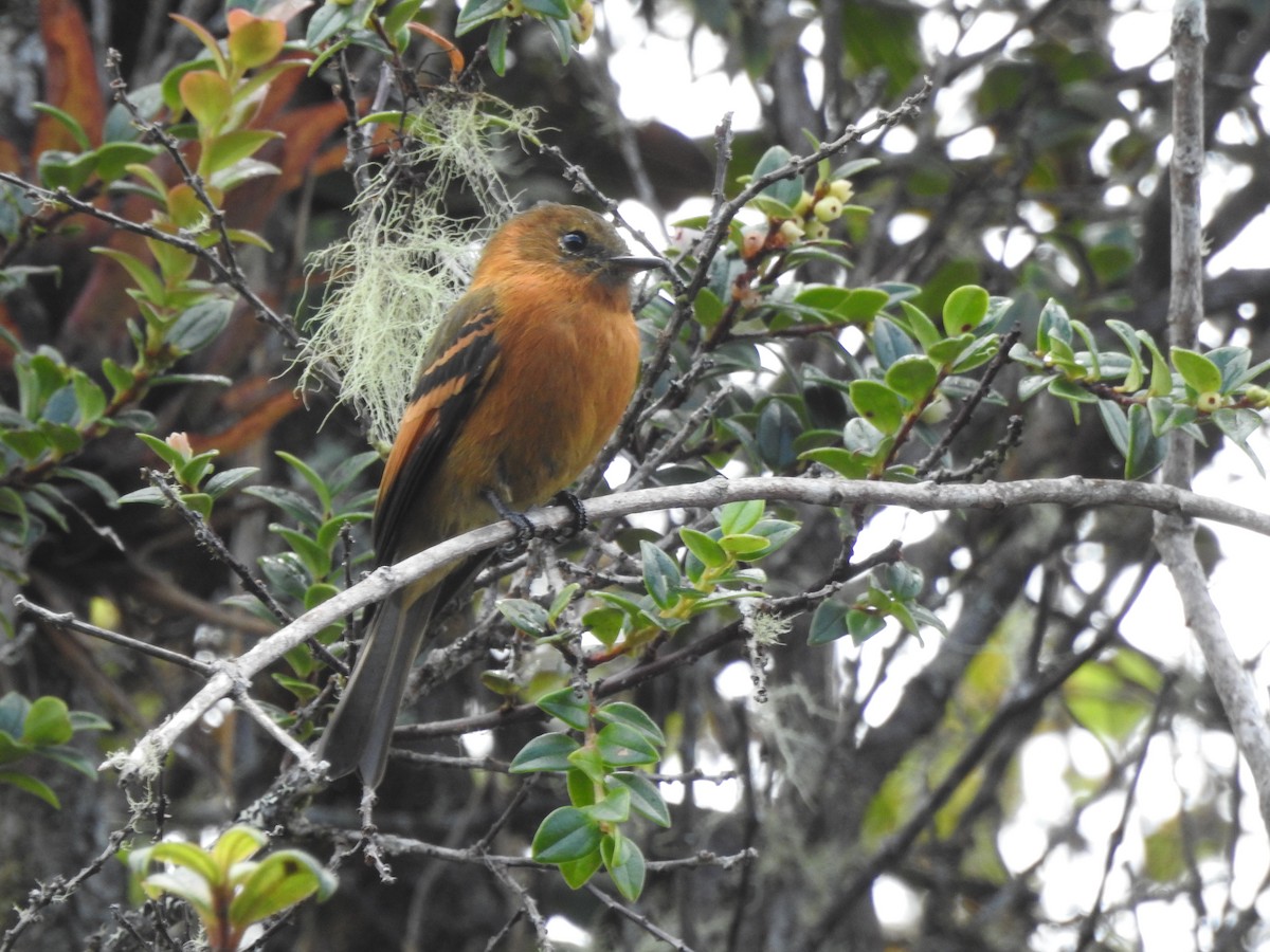 Cinnamon Flycatcher - Edier Rojas parra