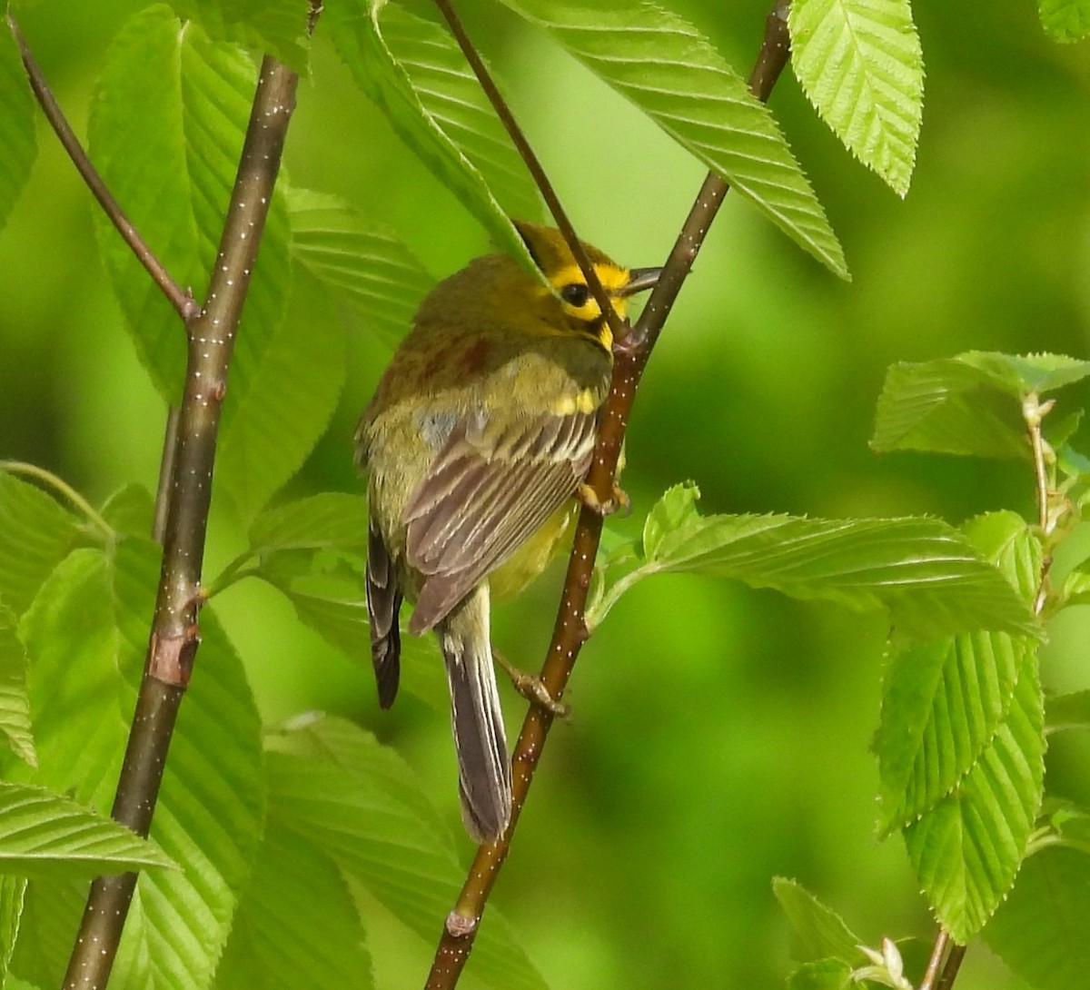 Prairie Warbler - ML619041226