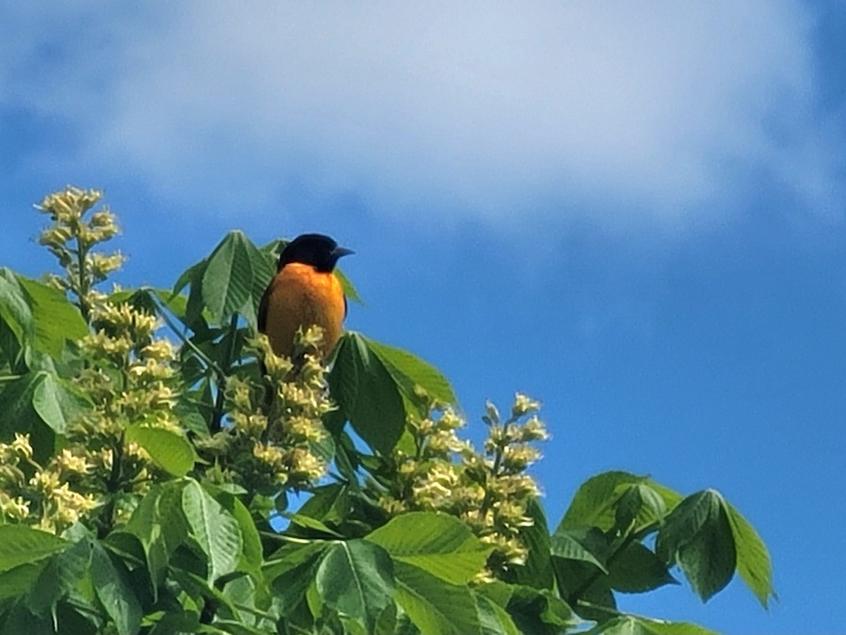 Oriole de Baltimore - ML619041228