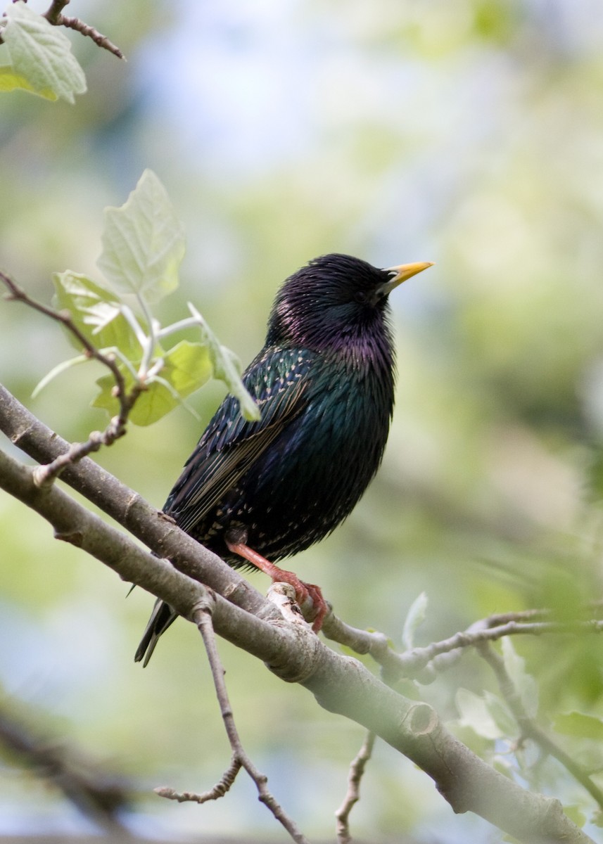 European Starling - ML619041249