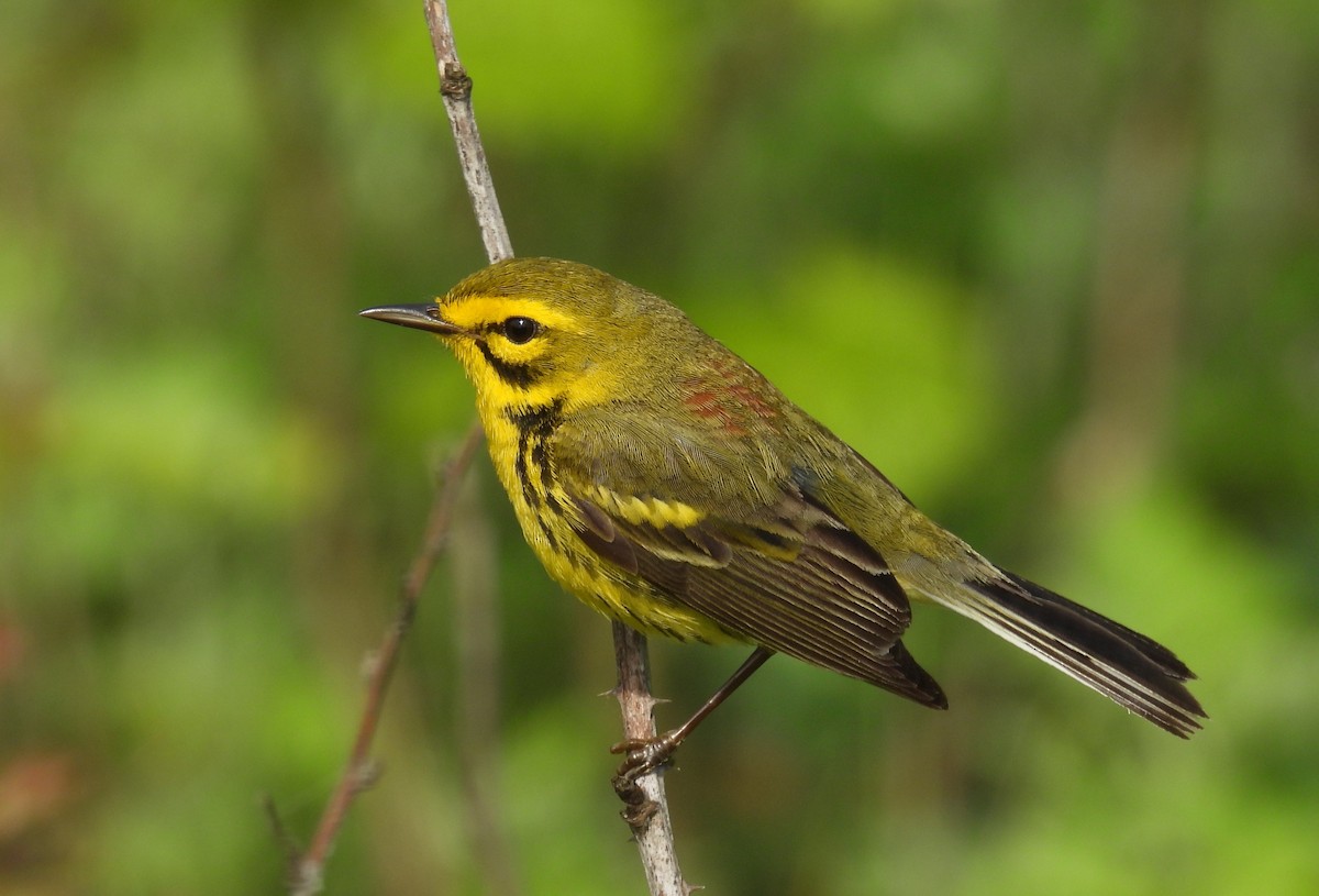 Prairie Warbler - ML619041252