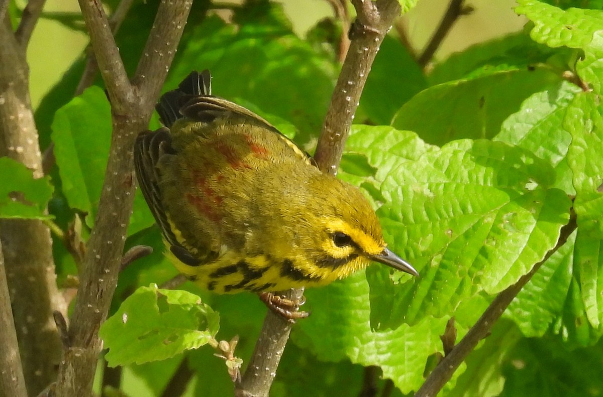 Prairie Warbler - ML619041258