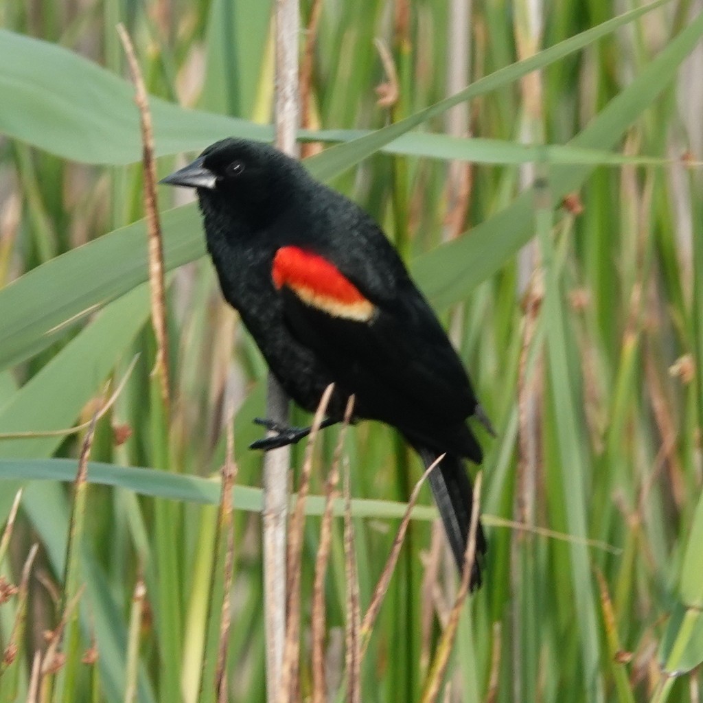 Red-winged Blackbird - Steve Keith