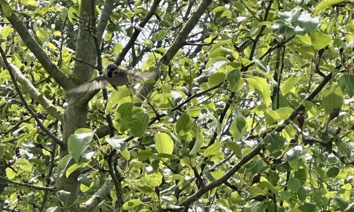 Eurasian Tree Sparrow - Eren Alkış