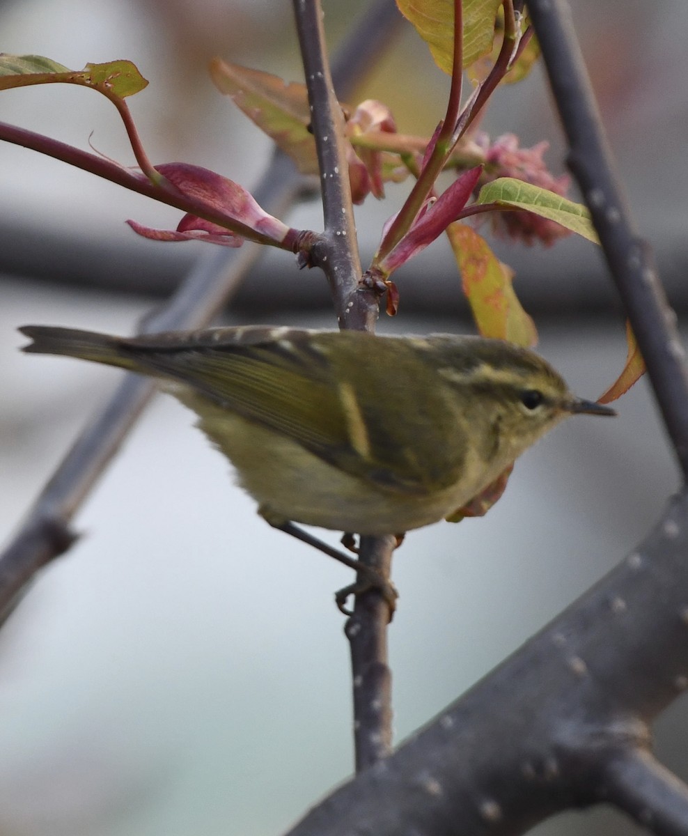 Buff-barred Warbler - ML619041276