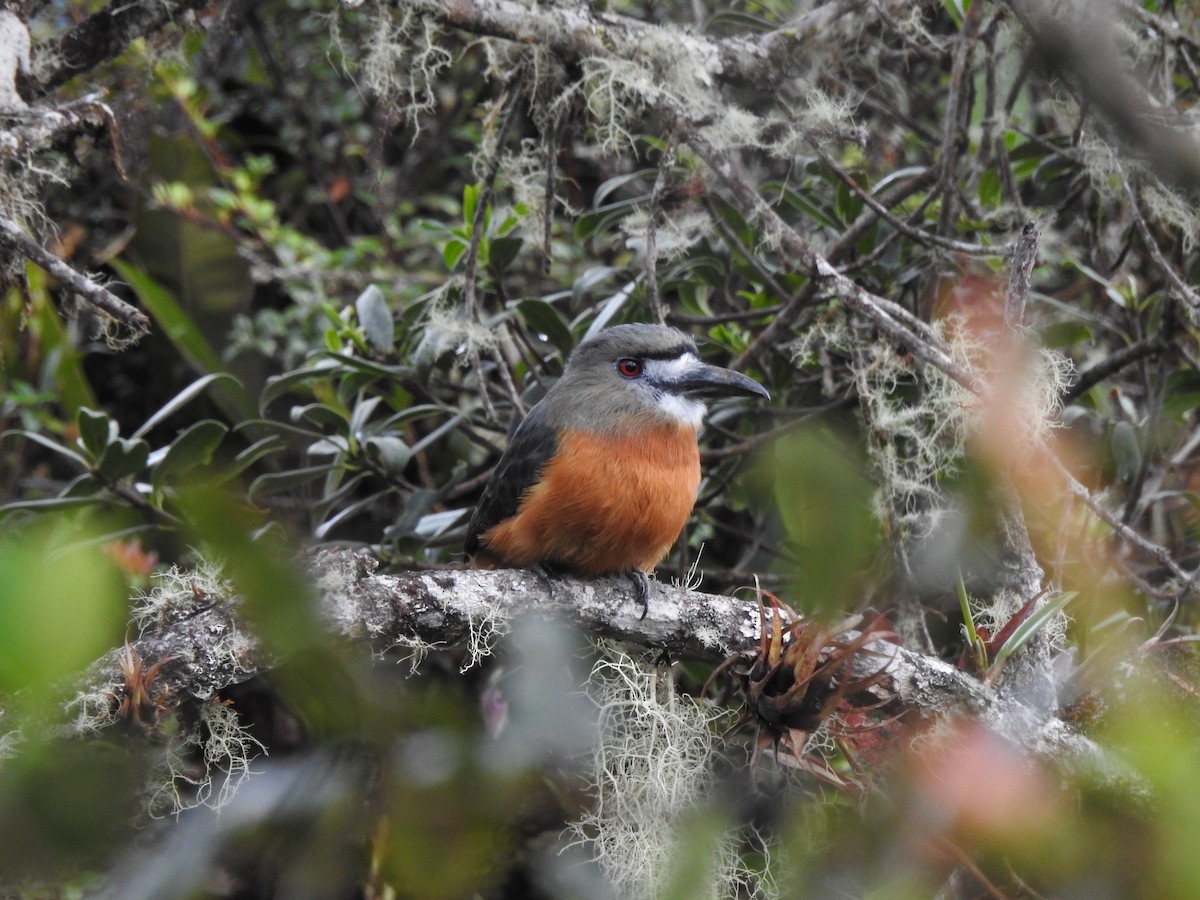 White-faced Nunbird - ML619041284