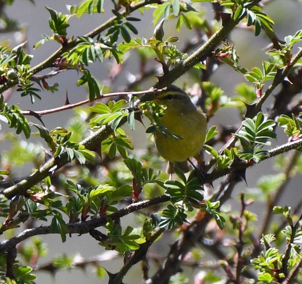 Tickell's Leaf Warbler - ML619041285