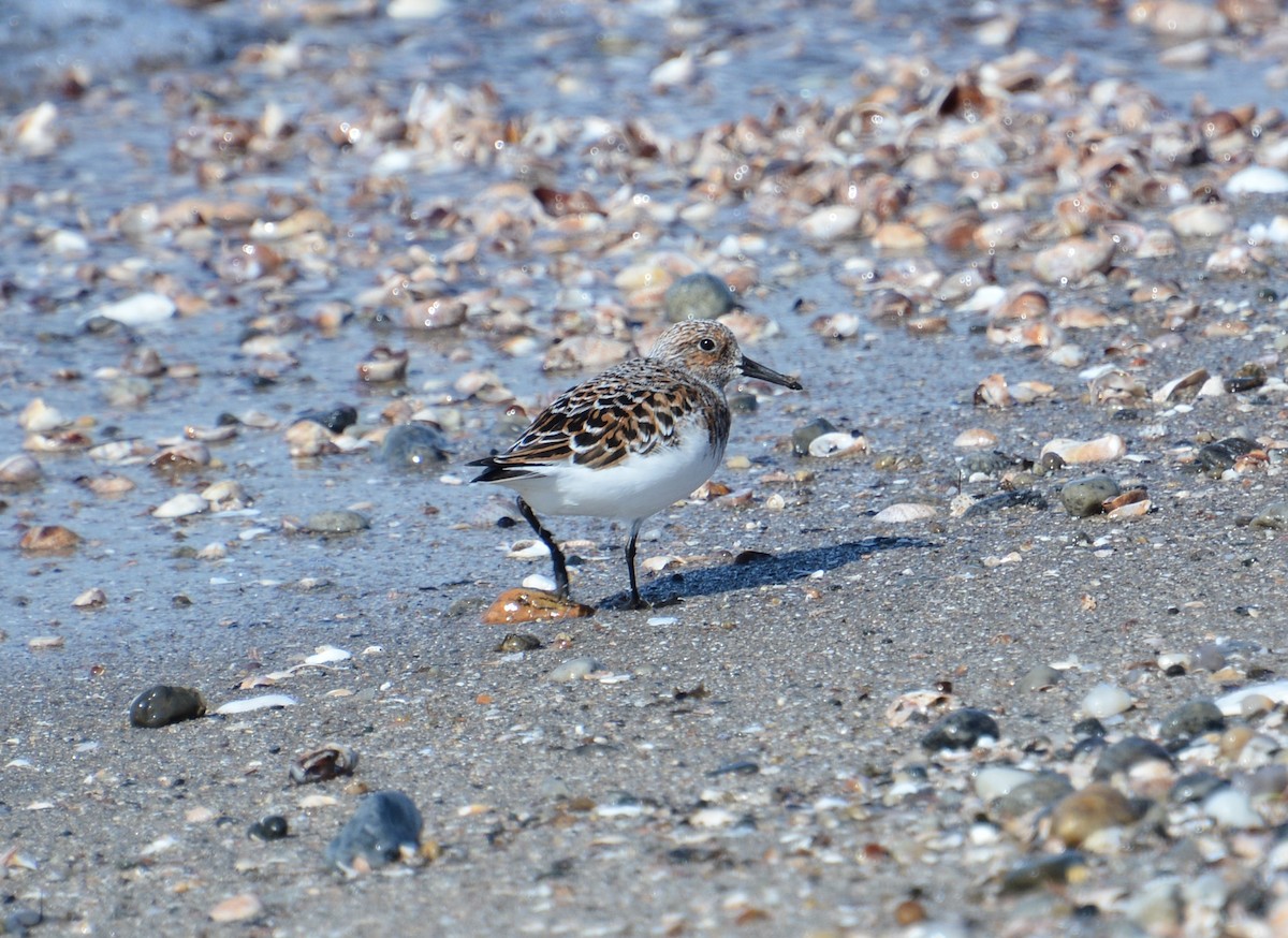 Bécasseau sanderling - ML619041286