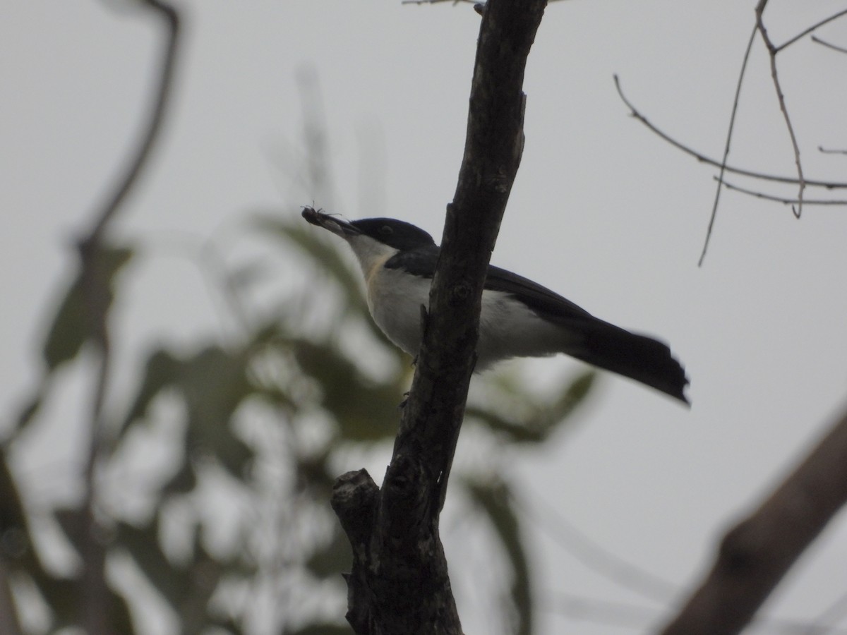 Restless Flycatcher - Cherri and Peter Gordon