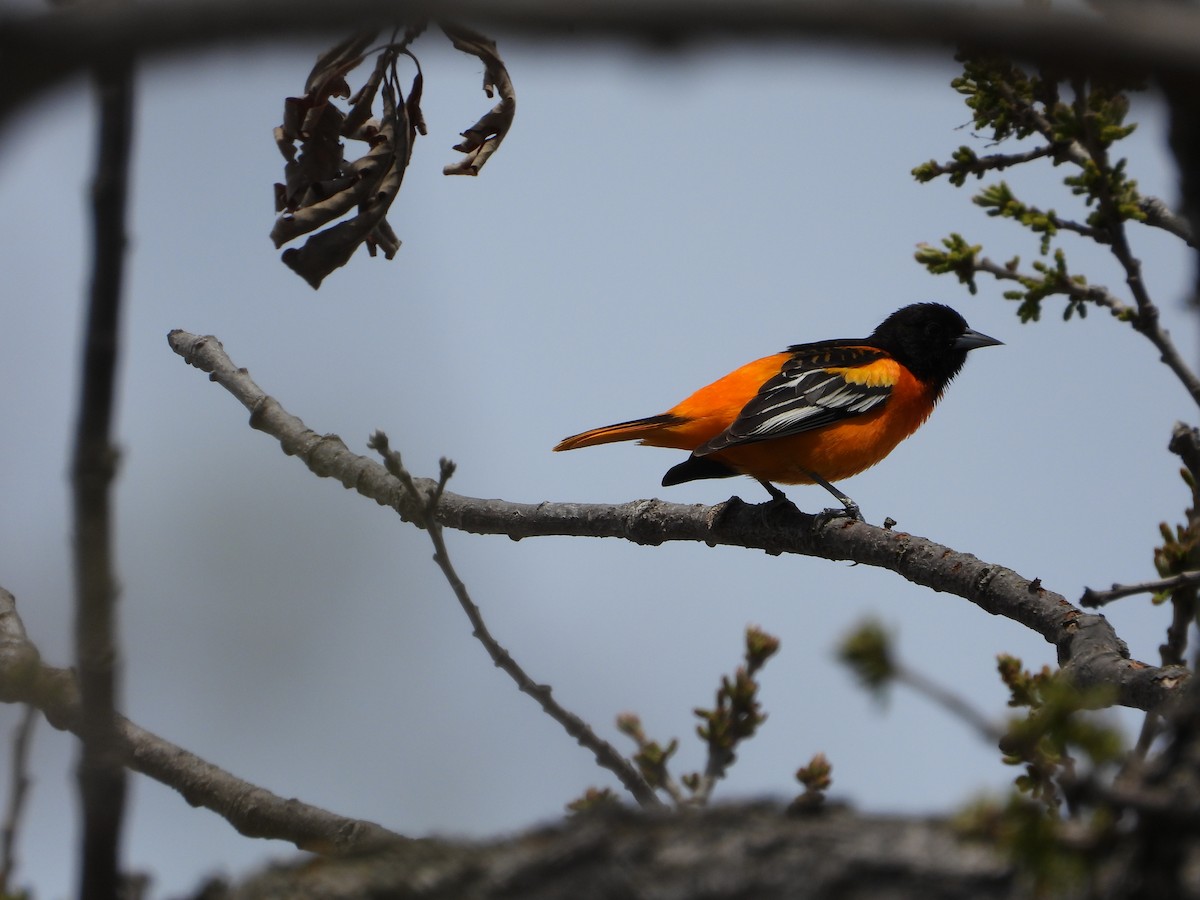 Baltimore Oriole - ML619041298