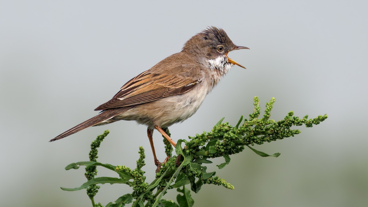 Greater Whitethroat - SONER SABIRLI