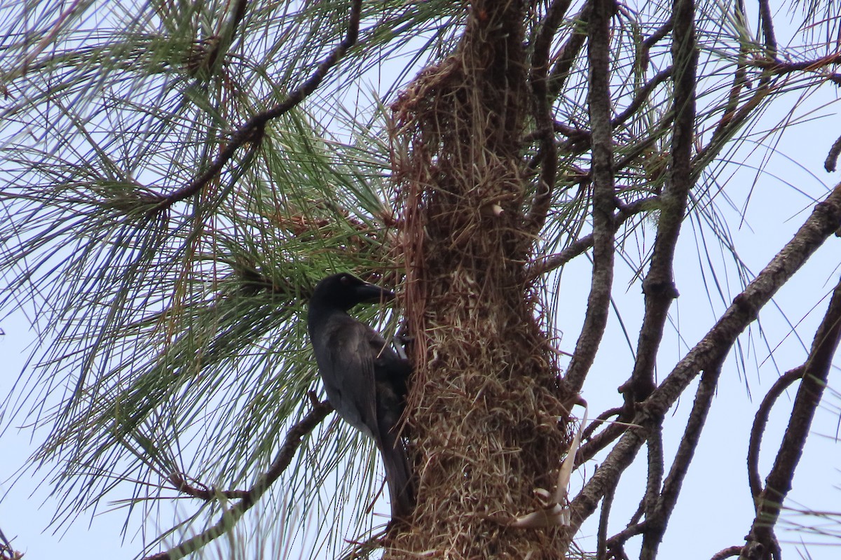 Giant Cowbird - ML619041323