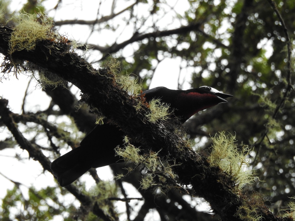 White-capped Tanager - ML619041348