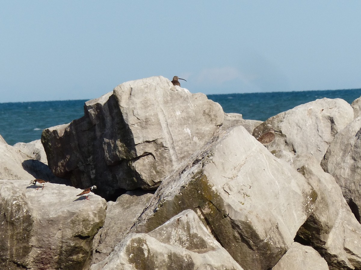 Whimbrel - Felix Eckley