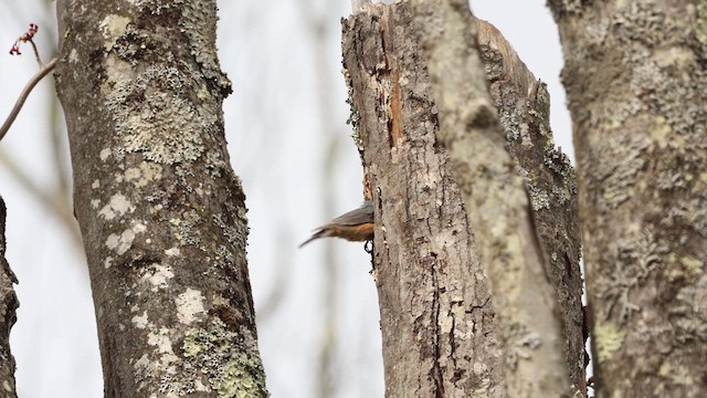 Red-breasted Nuthatch - ML619041387