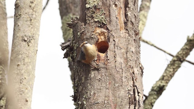 Red-breasted Nuthatch - ML619041390