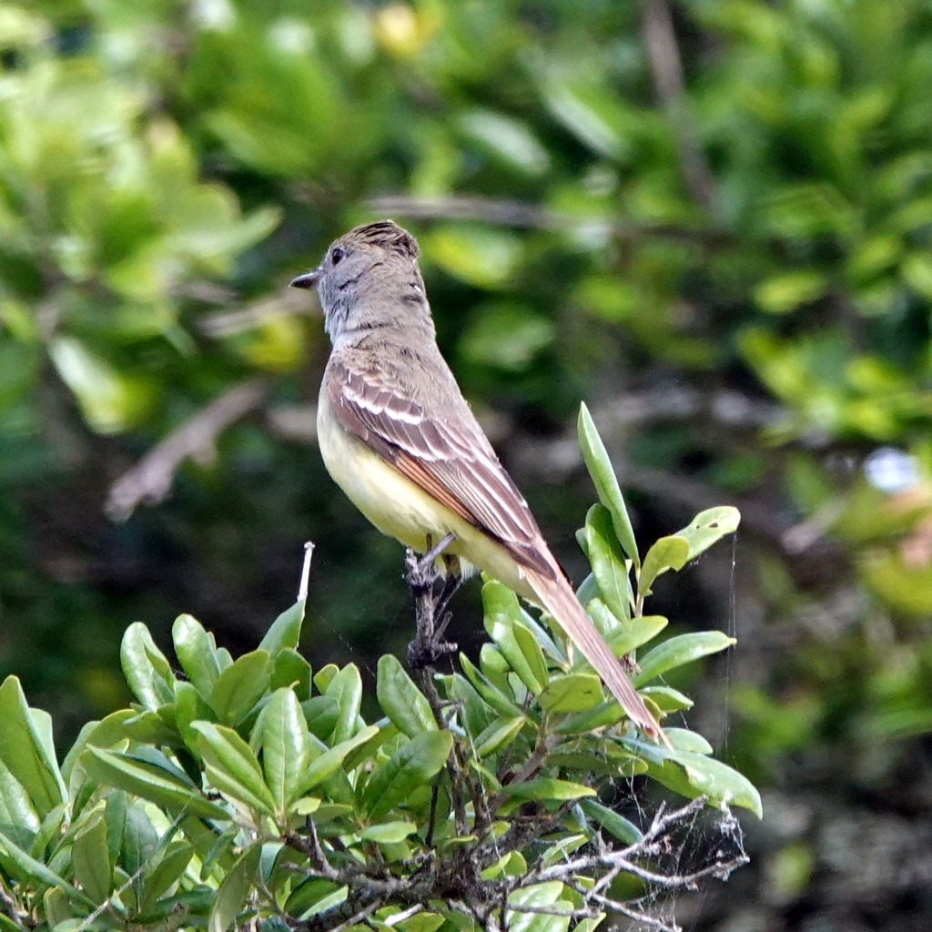 Great Crested Flycatcher - Steve Keith