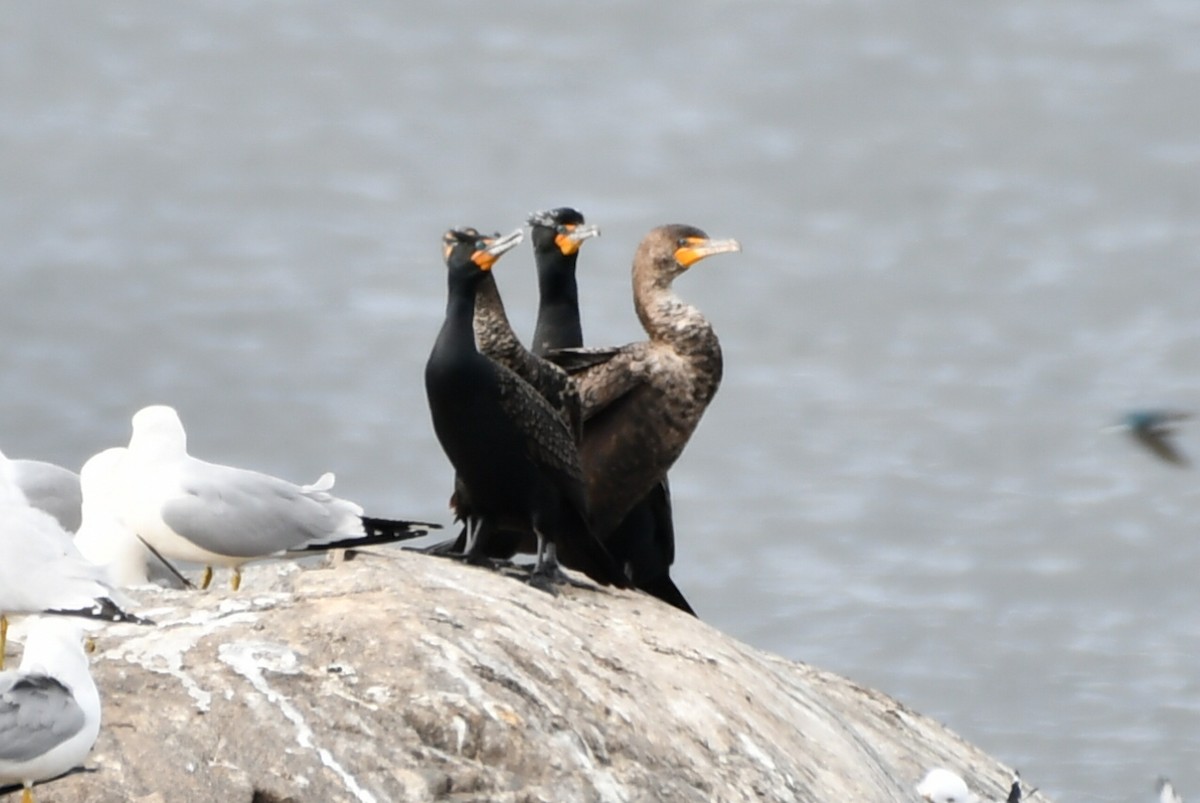 Double-crested Cormorant - Jean Aubé