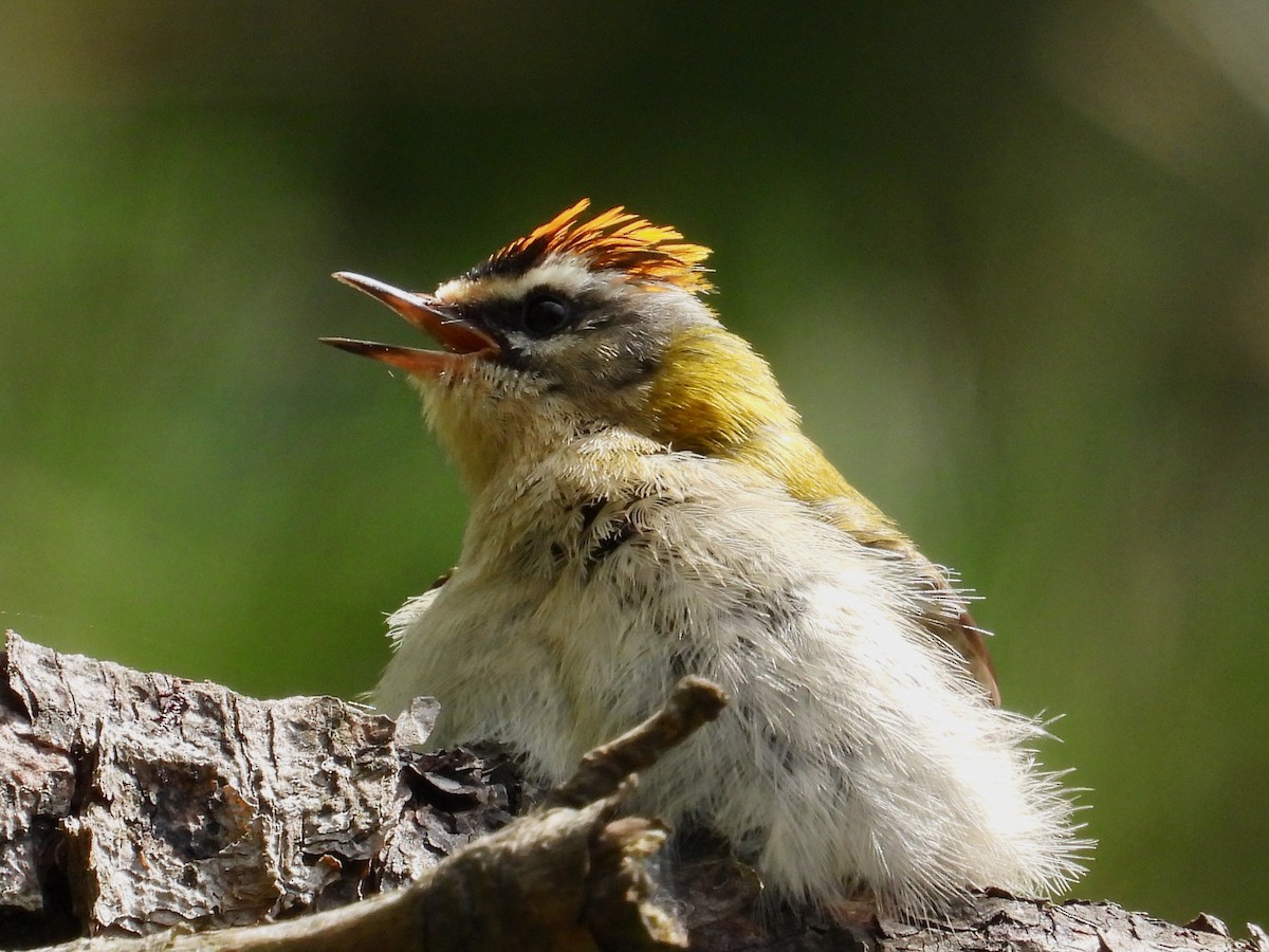 Common Firecrest - Will Kirby
