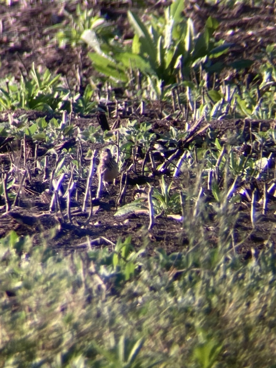 American Pipit - Jason Schisler