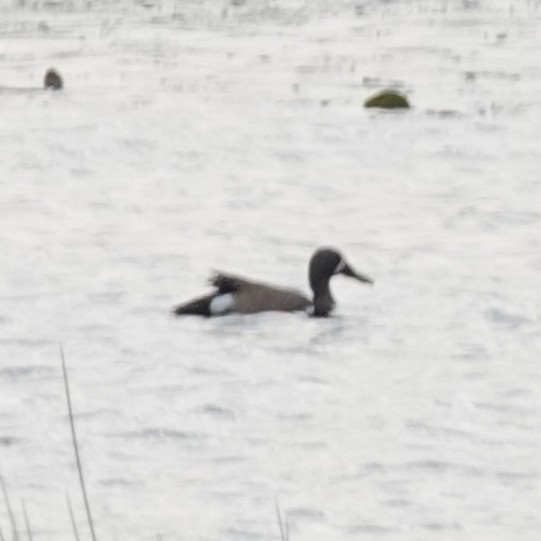 Blue-winged Teal - Steve Keith