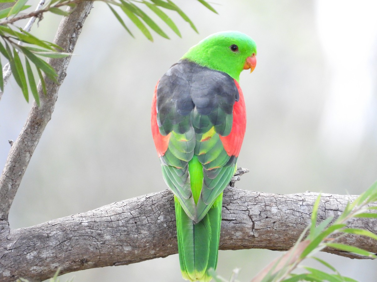 Папужець-червонокрил австралійський - ML619041469