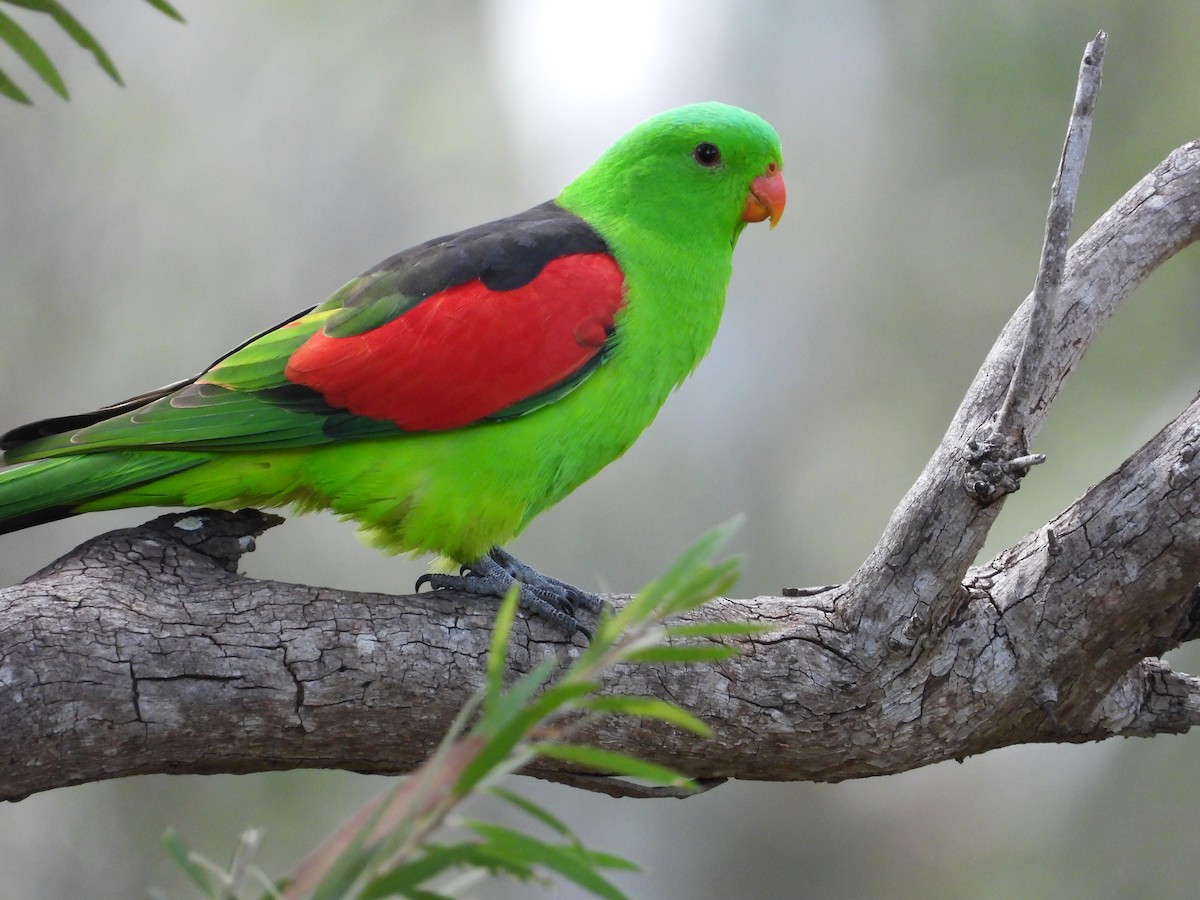 Папужець-червонокрил австралійський - ML619041470